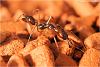 Odontomachus (4)-800.jpg