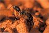 Odontomachus (6)-800.jpg