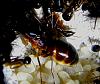 Camponotus fellah Sekret2.jpg
