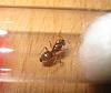 Lasius cf. flavus.jpg