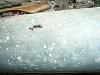 DSCN4723.JPG