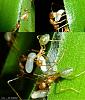 Oecophylla smaragdina (17).JPG