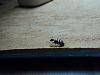 Camponotus japonicus Arbeiterin.jpg