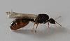 130830_Solenopsis-fugax_IMG_0115.jpg