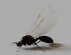 130830_Solenopsis-fugax_IMG_0145.jpg