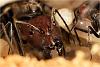 Camponotus2-1000.jpg