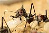 Camponotus9-1000.jpg