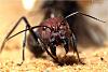 Camponotus12-1000.jpg