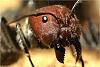 Camponotus15-1000.jpg