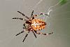 1530_0293f82fc187d1138ef210cccf8472b2
