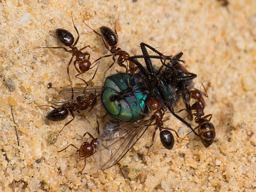 15818_0749d1b2c4f62a1ce1df2567bae5a5ff