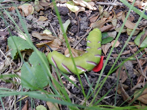 16101_325b472a59ed345e40649ef4f0225168