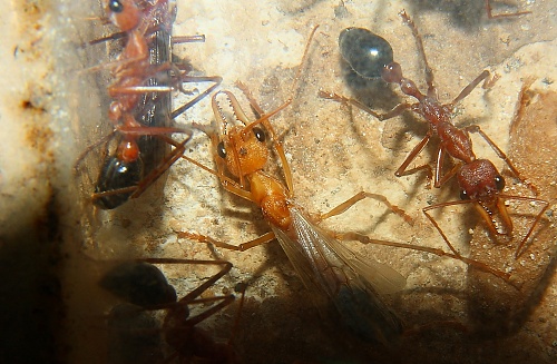 15817_cf3cc521050037976a9286fc8e459cf3