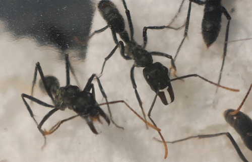 Bild neue Ameisen.jpg