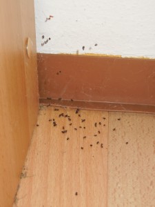 DSCN0268 - Kopie.JPG (259.93 KiB) 2028 mal betrachtet (letztlich) gescheiterte Ausreißer