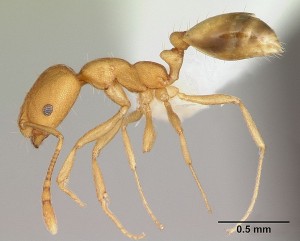 748px-Monomorium_pharaonis_casent0173986_profile_1.jpg