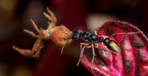 Golden-tail_Bull_Ant.jpg