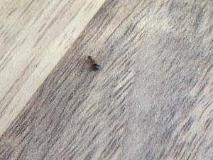 IMG_0758.JPG
