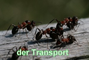 5-IMG_4020.JPG