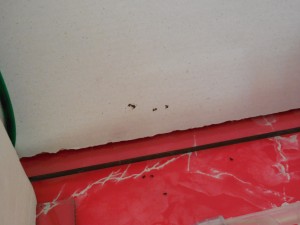 Spinne direkt an den Farmen: der größere dunkle Punkt links ist die Spinne, die kleinen alles tote Ameisen. Leider habe ich kein besseres Foto hinbekommen