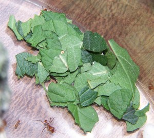 100_5375.JPG