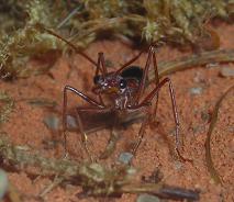 Jep, ich hatte damals auch zwei Myrmecia pavida Kolonien. Die Haltung war mal was ganz anderes und sehr spannend. Sie haben mich immer beobachtet ;-).