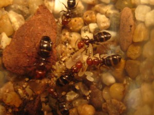 Was Camponotus lateralis gut kann? Den Kropf mit Futter vollstopfen, bis sie an Honigtöpfe erinnern ;-).