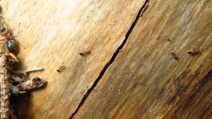 Formicoxenus Ansammlung an Ritze im Holz, wahrscheinlich zu Paarungszwecken.