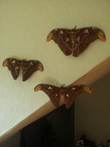 Attacus atlas 3 fertige Falter Flügelspannweite ca. 25-30 cm