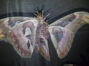 Attacus atlas Verpaarung