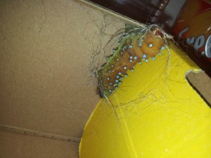 Saturnia pyri Raupe beim Kokonbau