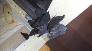 Tagpfauenaugen beim ausruhen
