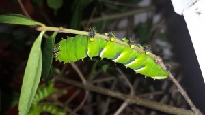 Rotschildia lebeau Raupe