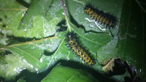Hyalophora cecropia Raupen auf Birke