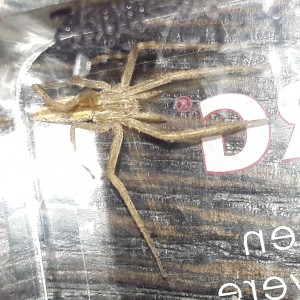 Spinne.jpg