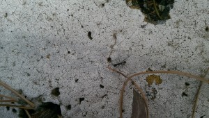 IMAG0912.jpg