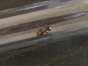 Neues RG: Ich hab Sie so weit es geht befreut. Ein Kleines Stück Watte konnte ich dennoch nicht entfernen.