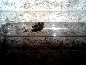 Lasius