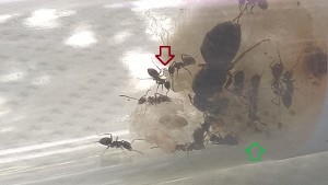 Nest
