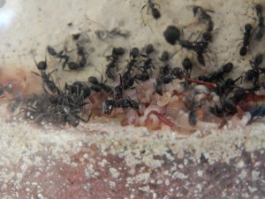 DSCN7161.JPG
