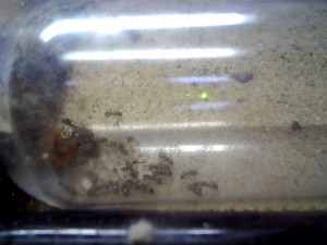 Lasius