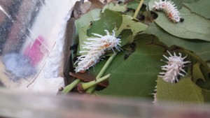 Attacus atlas L3 Raupe