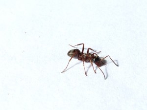 IMG_2105.JPG