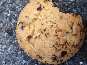 Eine wunderschön gefärbte Tetramorium die ich an der Keksfabrik fand... meine sind leider "nur" schwarz...