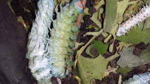 Attacus atlas L6 Raupe