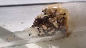 Nest20150918.jpg
