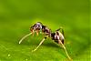 Lasius_Niger.jpg