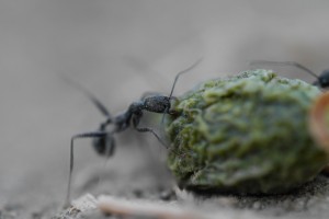 01 Aphaenogaster spec. 1 - transportiert vertrocknete Olive