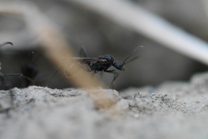 02 Aphaenogaster spec. 1 - alates Männchen