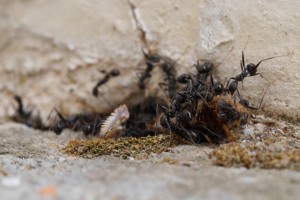 03 Aphaenogaster spec. 2 - Direkt vor der Tür unserer Ferienwohnung befand sich ihr Nesteingang in dieser Steinwand, und sie waren gerade eifrig dabei, vermutlich eine tote Zikade anzuschleppen und vor dem Eingang zu zerteilen